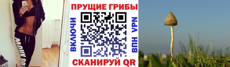 продажа наркотиков  Богородск  Псилоцибиновые грибы GOLDEN TEACHER 